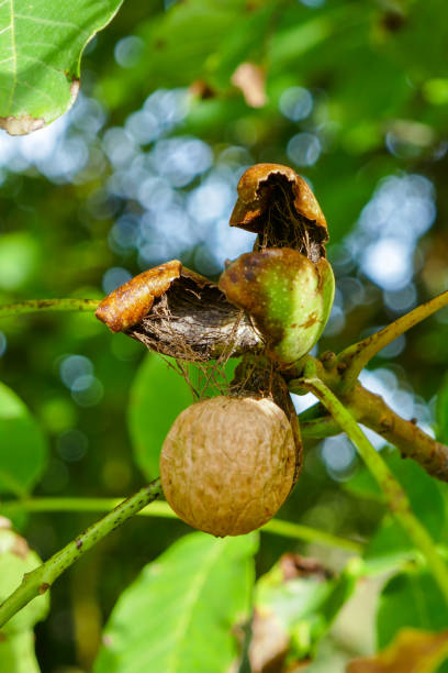 Walnuts on Tree stock photo