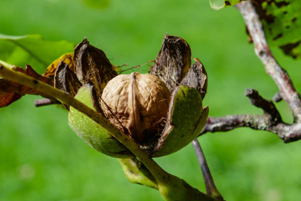 Walnuts on Tree stock photo