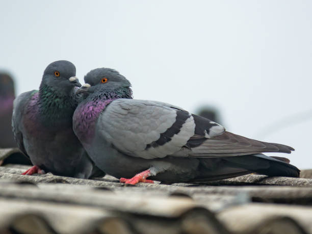 istock beautiful pigeon on roof 856501246