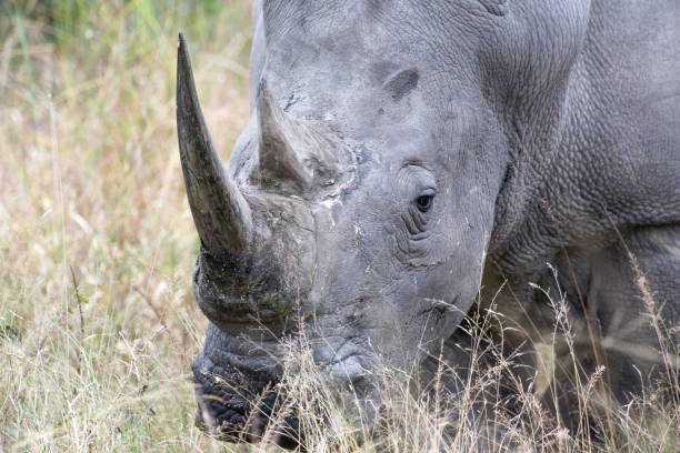 istock Rhinocerous Eating Grass in Africa 856503942