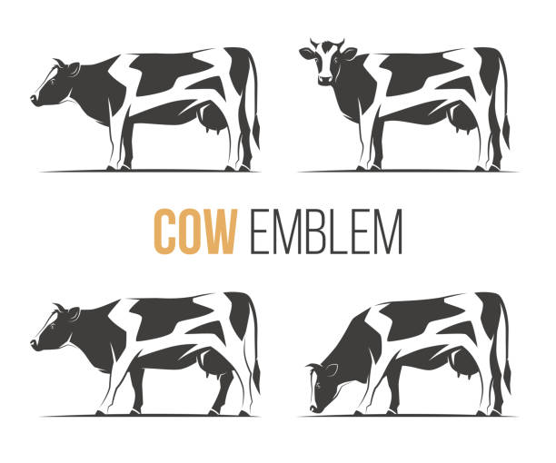 wektorowy zestaw stylowych krów holsztysztowych. emblemat, ikona, wzory etykiet. - beef cow cattle bull stock illustrations