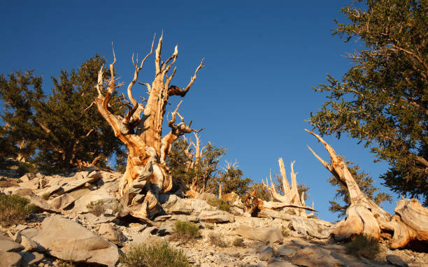 bristlecone pine em methuselah grove - bristlecone pine pine tree tree forest - fotografias e filmes do acervo