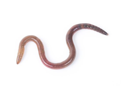 Animal Earth Worm Isolated On White Background Stock Photo - Download Image  Now - Worm, Earthworm, Dirt - iStock