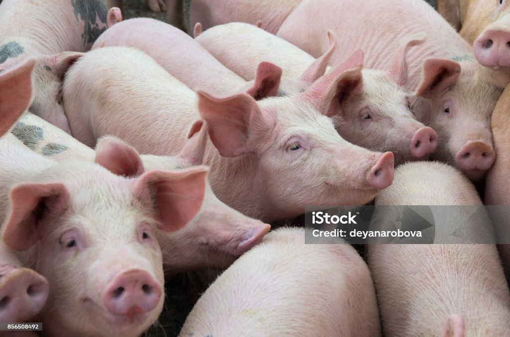 Livestock breeding. The farm pigs. Livestock breeding. Group of pigs in farm yard. Pig Stock Photo