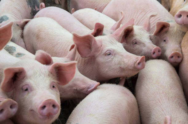 Livestock breeding. The farm pigs. Livestock breeding. Group of pigs in farm yard. animal husbandry photos stock pictures, royalty-free photos & images