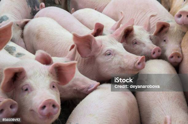 Livestock Breeding The Farm Pigs Stock Photo - Download Image Now - Pig, Farm, Pork