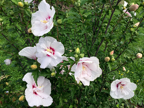 a hibiscus shrub with white blossoms and closed buds
