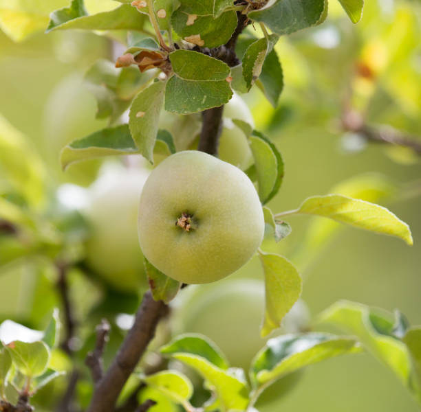 istock ripe apples on the tree in nature 856512000