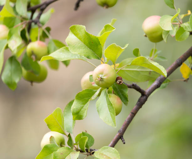 istock ripe apples on the tree in nature 856514416