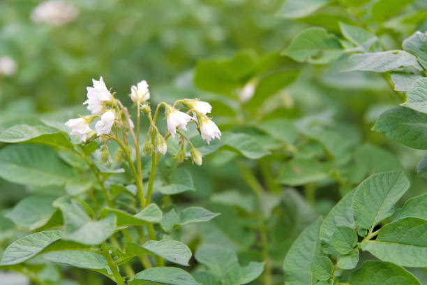 istock Blooming potato plant. Closeup. Selected focus. 856514530