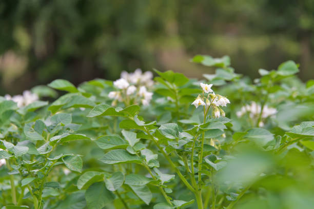 istock Blooming potato plant. Closeup. Selected focus. 856514794