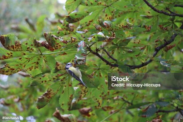 Un Piccolo Uccello Una Tetta Blu Trova Cibo Su Un Ippocastano - Fotografie stock e altre immagini di Albero