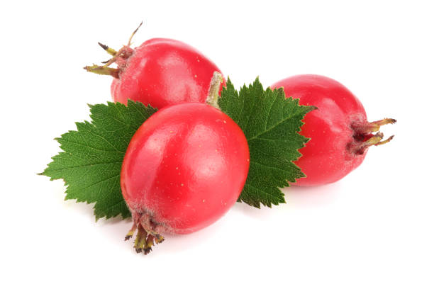 istock Hawthorn berry with leaf isolated on white background close-up 856515096