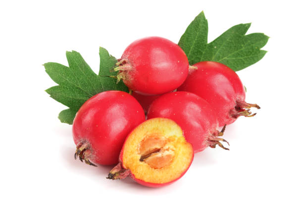 istock Hawthorn berry with leaf isolated on white background close-up 856515288