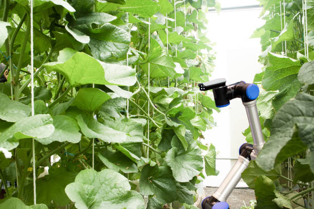 istock smart robotic in agriculture concept, robot farmers (automation) must be programmed to work in the vertical or indoor farm for increase efficiency, growing a seed, harvesting, monitoring insect or bug 856517658