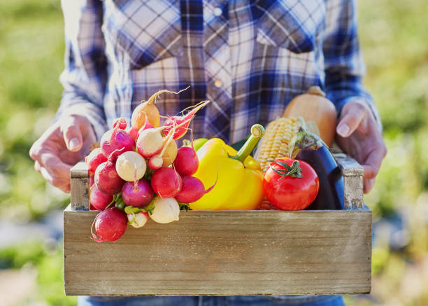 istock Woman holding crate with vegetables on farm 856518172