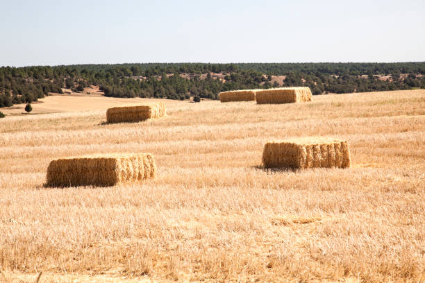 istock bales of alfalfa 856518396