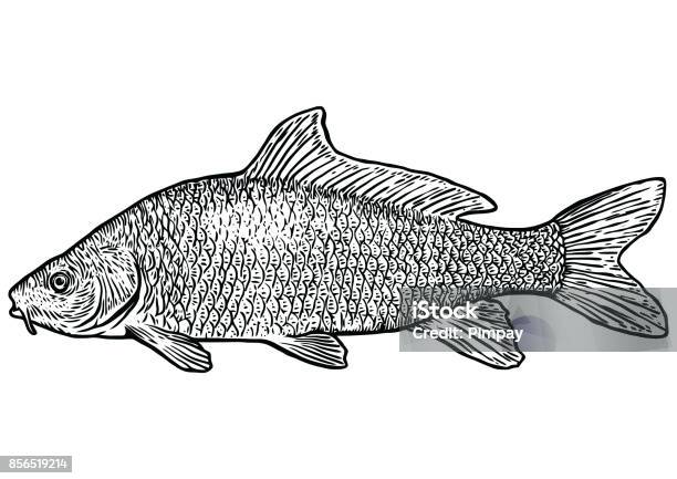 Carp Fish Illustration Drawing Engraving Line Art Realistic Vector