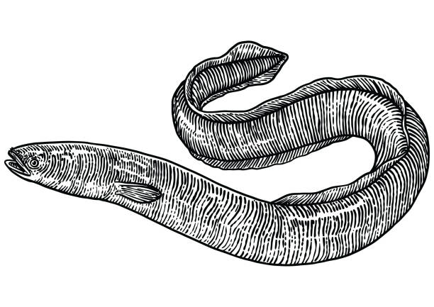 ilustrações de stock, clip art, desenhos animados e ícones de eel illustration, drawing, engraving, line art, realistic, vector - saltwater eel