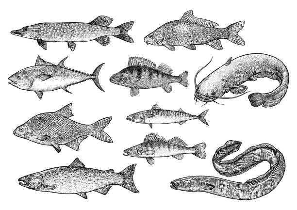 illustrazioni stock, clip art, cartoni animati e icone di tendenza di illustrazione della collezione di pesci, disegno, incisione, arte lina, realistico, vettoriale - cat fish food