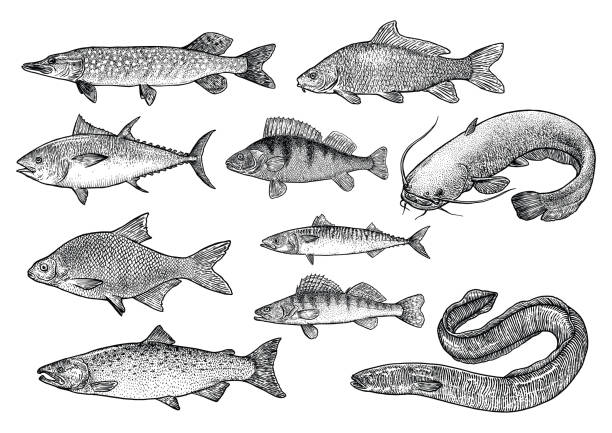 Fish collection illustration, drawing, engraving, Lina art, realistic, vector Illustration, what made by ink, then it was digitalized. catfish stock illustrations