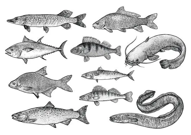 Vector illustration of Fish collection illustration, drawing, engraving, Lina art, realistic, vector
