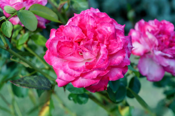 istock Beautiful, delicate rose in the garden 856521856