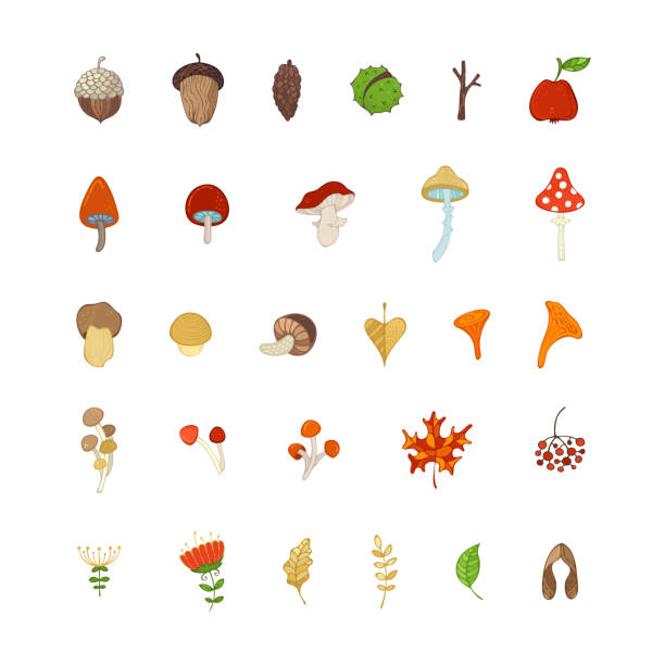 Vector set of autumn woodland plants and seeds in cartoon style. Mushrooms, acorns, fly agaric, chestnut, chanterelles, apple, rowan berries, flowers, autumn leaves and maple seeds isolated on white. woodland park zoo stock illustrations