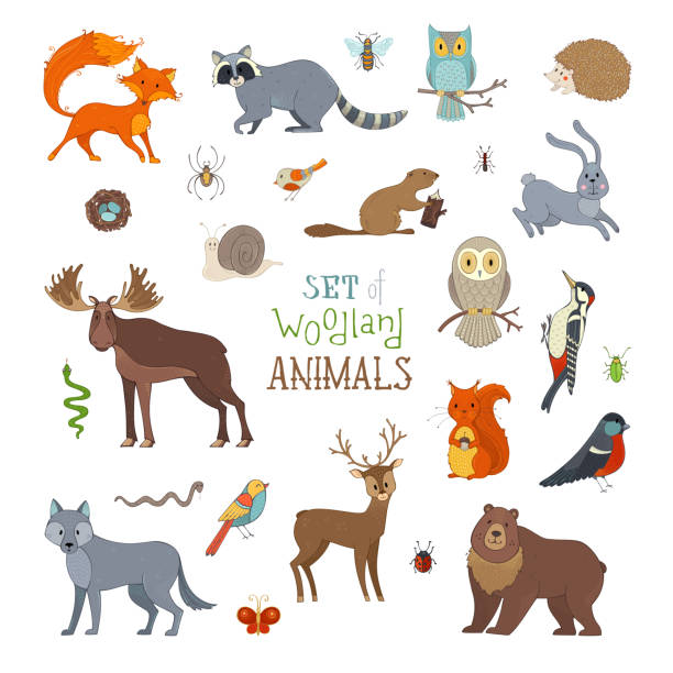 Vector set of woodland animals made in cartoon style. Cute animals isolated on white background. Moose, bear, fox, wolf, deer, owl, hare, squirrel, raccoon, hedgehog and other mammals and birds. woodland park zoo stock illustrations