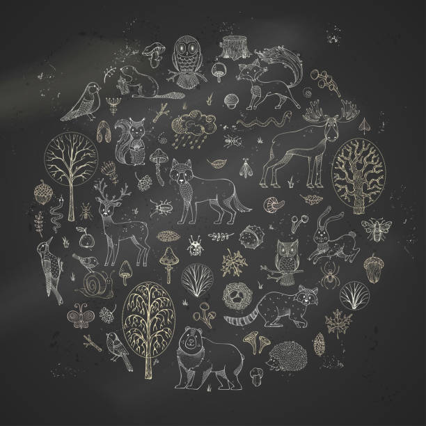 Big vector set of chalk animals and woodland elements on blackboard background. Trees, leaves and mushrooms. Moose, deer, bear, fox, wolf, owl, hare, squirrel, hedgehog and other mammals and birds. woodland park zoo stock illustrations