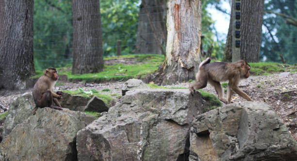 istock The southern pig-tailed macaque (Macaca nemestrina) 856523426