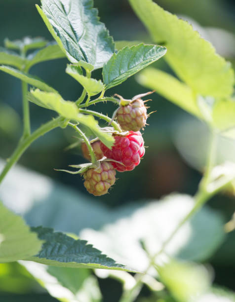 raspberry in nature raspberry in nature the plantation course at kapalua stock pictures, royalty-free photos & images