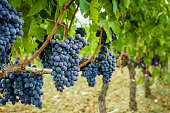 istock Ripe grapes in fall. autumn harvest. 856526672