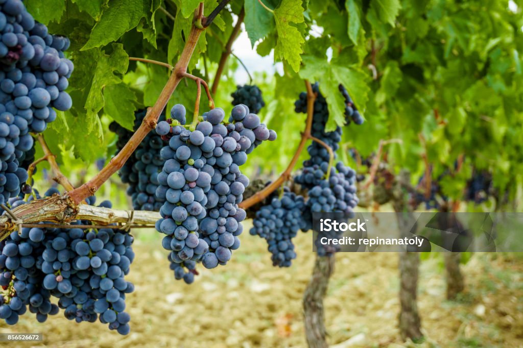 Ripe grapes in fall. autumn harvest. Ripe grapes close-up in fall. autumn harvest. Grape Stock Photo