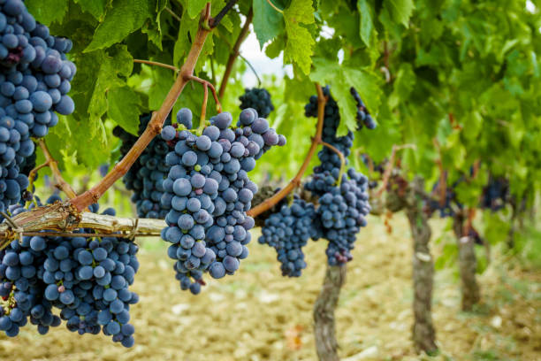 ripe grapes in fall. autumn harvest. - tuscany italy sunrise rural scene imagens e fotografias de stock