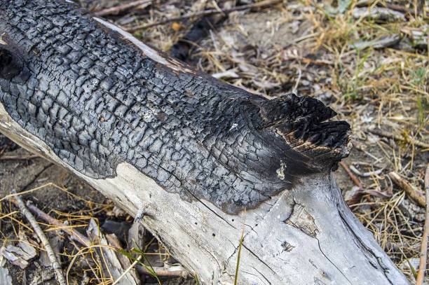 istock burned tree debris, forest fires and burned trees that are damaged, burnt wood residues and burnt wood samples, 856527174