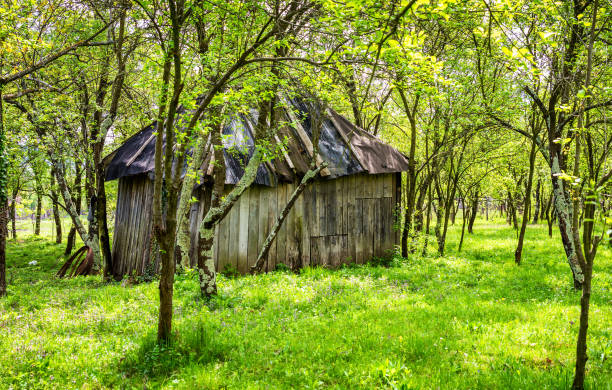 istock Backyard garden with small shed and trees 856529318