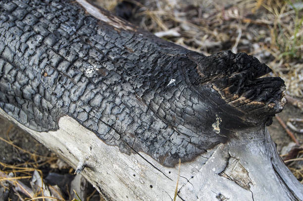 istock burned tree debris, forest fires and burned trees that are damaged, burnt wood residues and burnt wood samples, 856530012