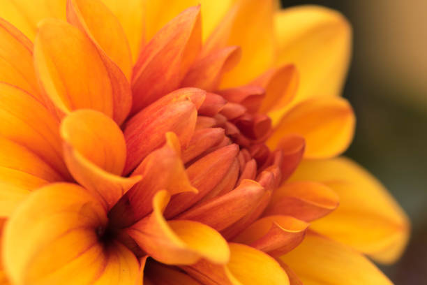 istock Beautiful yellow Dahlia flower. 856530248