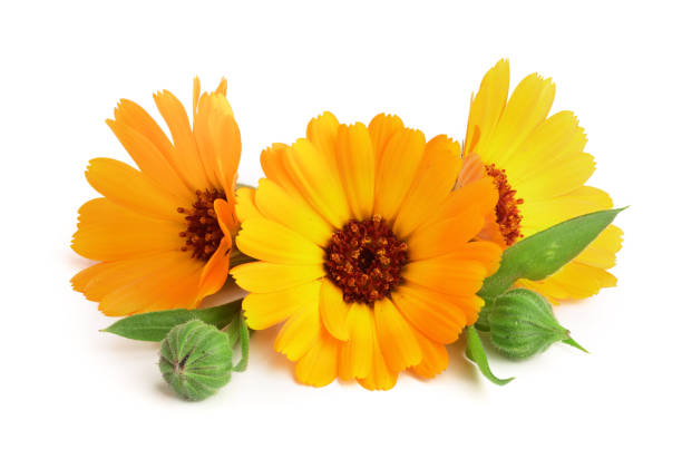 istock Calendula. Marigold flower with leaf isolated on white background 856530656