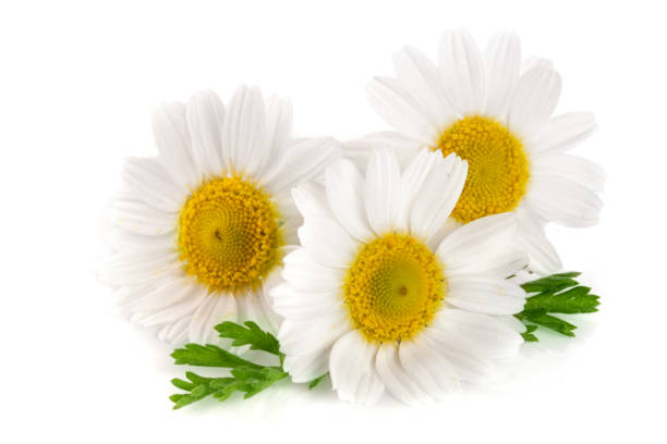 istock Three chamomile or daisies with leaves isolated on white background 856532498