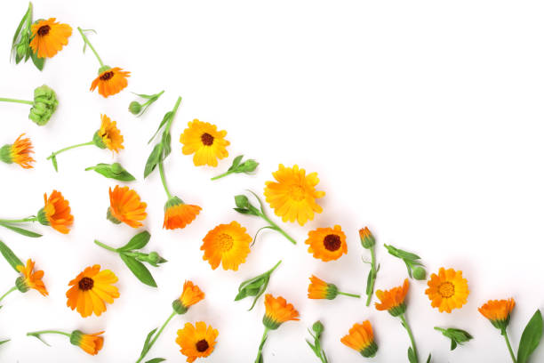 istock Calendula. Marigold flower isolated on white background. Corner with copy space for your text. Top view 856537474