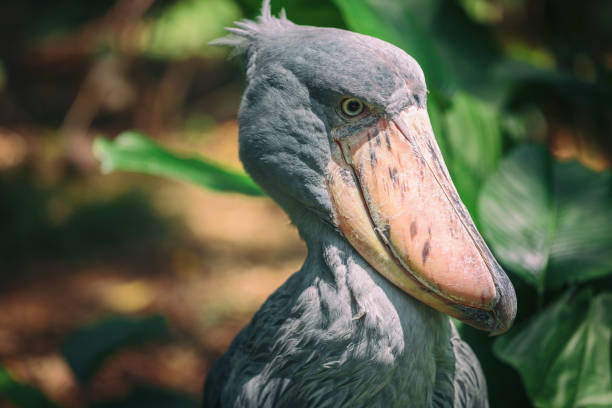 African Shoebill (Balaeniceps rex) also known as Whalehead or Shoe-billed Stork stock photo