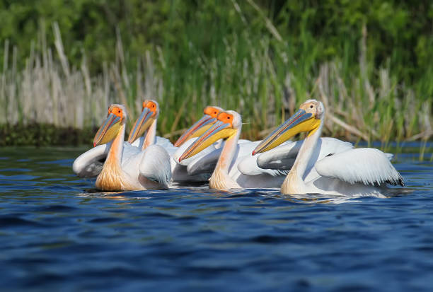 istock Small flock white pelicans in breeding plumage on blue water 856547928