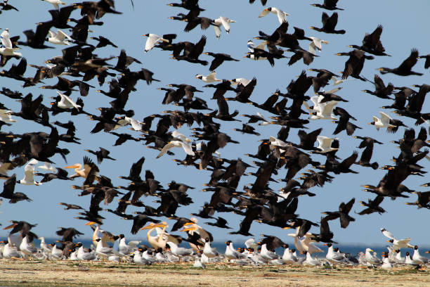 ミックス別水鳥の大きな群れが岸から離陸します。 - waterbirds ストックフォトと画像