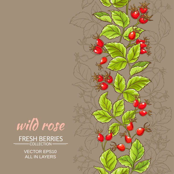 wild rose vector pattern wild rose vector pattern on color background wild rose hip stock illustrations