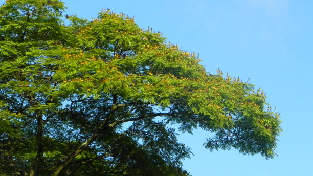 cielo blu e verde albero - treetop sky tree tree canopy foto e immagini stock