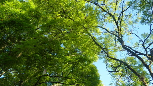 cielo blu e verde albero - treetop sky tree tree canopy foto e immagini stock