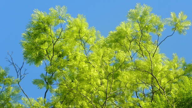 cielo blu e verde albero - treetop sky tree tree canopy foto e immagini stock