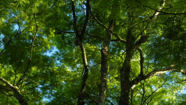 cielo blu e verde albero - treetop sky tree tree canopy foto e immagini stock